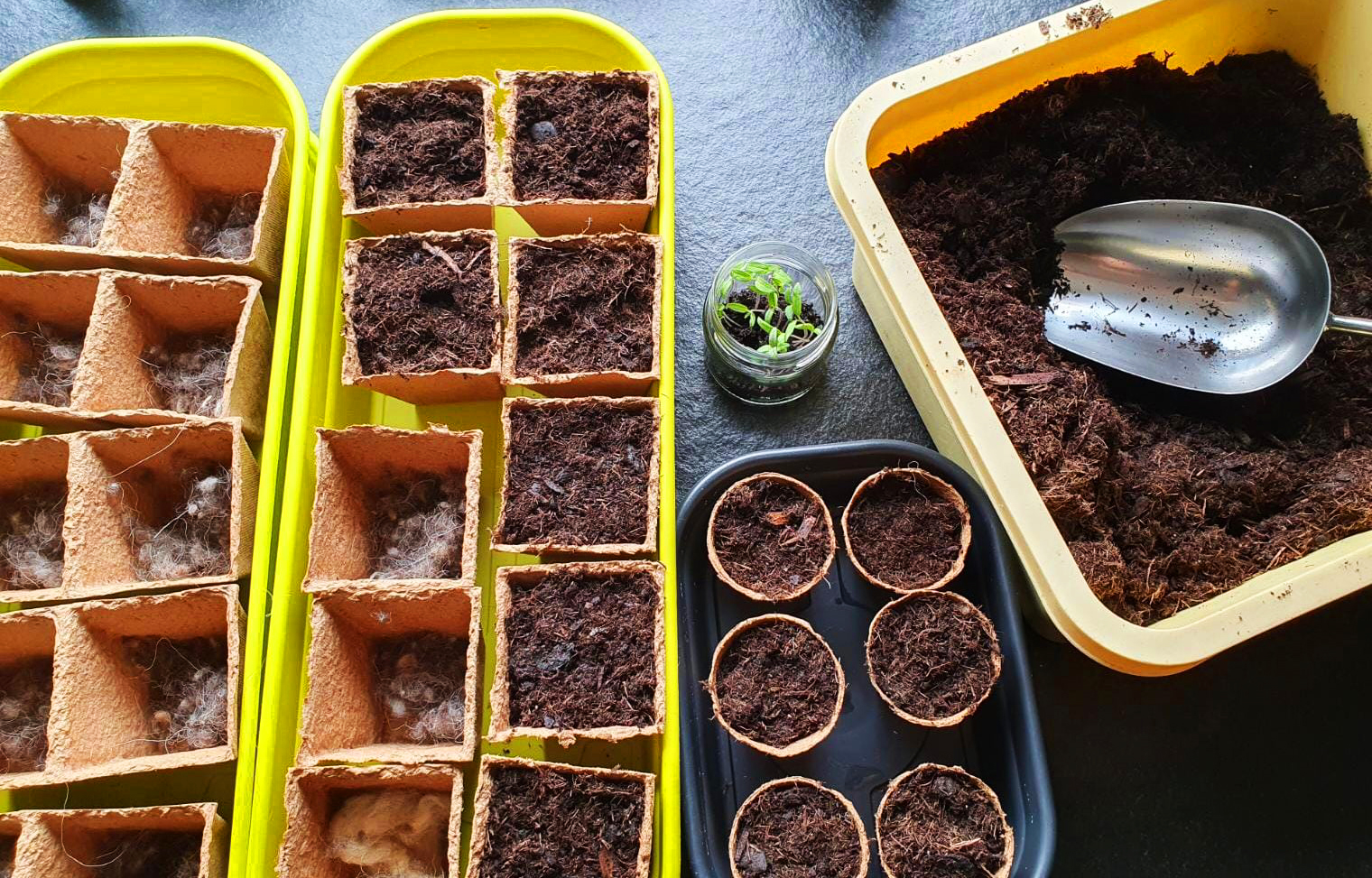Eigene Anzucht: wenn im März der Garten ruft
